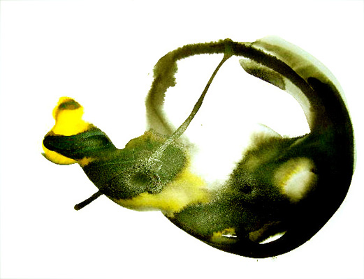 aquarell 2006 rites10